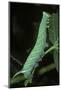 Mimas Tiliae (Lime Hawk Moth) - Caterpillar-Paul Starosta-Mounted Photographic Print