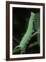 Mimas Tiliae (Lime Hawk Moth) - Caterpillar-Paul Starosta-Framed Photographic Print