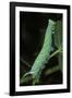 Mimas Tiliae (Lime Hawk Moth) - Caterpillar-Paul Starosta-Framed Photographic Print