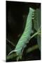 Mimas Tiliae (Lime Hawk Moth) - Caterpillar-Paul Starosta-Mounted Photographic Print