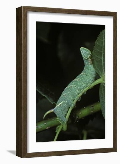 Mimas Tiliae (Lime Hawk Moth) - Caterpillar-Paul Starosta-Framed Photographic Print