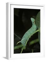 Mimas Tiliae (Lime Hawk Moth) - Caterpillar-Paul Starosta-Framed Photographic Print