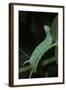 Mimas Tiliae (Lime Hawk Moth) - Caterpillar-Paul Starosta-Framed Photographic Print