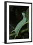 Mimas Tiliae (Lime Hawk Moth) - Caterpillar-Paul Starosta-Framed Photographic Print