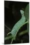 Mimas Tiliae (Lime Hawk Moth) - Caterpillar-Paul Starosta-Mounted Photographic Print