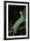 Mimas Tiliae (Lime Hawk Moth) - Caterpillar-Paul Starosta-Framed Photographic Print