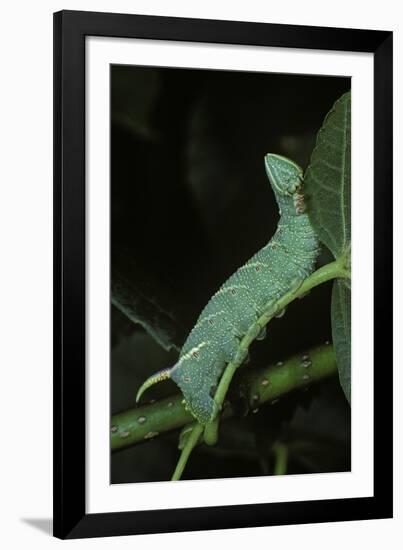 Mimas Tiliae (Lime Hawk Moth) - Caterpillar-Paul Starosta-Framed Photographic Print