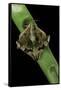 Mimas Tiliae (Lime Hawk Moth) - Mating-Paul Starosta-Framed Stretched Canvas