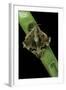 Mimas Tiliae (Lime Hawk Moth) - Mating-Paul Starosta-Framed Photographic Print