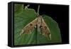 Mimas Tiliae (Lime Hawk Moth)-Paul Starosta-Framed Stretched Canvas