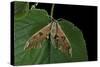 Mimas Tiliae (Lime Hawk Moth)-Paul Starosta-Stretched Canvas