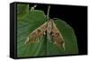 Mimas Tiliae (Lime Hawk Moth)-Paul Starosta-Framed Stretched Canvas