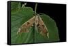 Mimas Tiliae (Lime Hawk Moth)-Paul Starosta-Framed Stretched Canvas