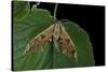 Mimas Tiliae (Lime Hawk Moth)-Paul Starosta-Stretched Canvas