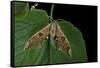 Mimas Tiliae (Lime Hawk Moth)-Paul Starosta-Framed Stretched Canvas