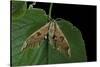 Mimas Tiliae (Lime Hawk Moth)-Paul Starosta-Stretched Canvas