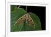 Mimas Tiliae (Lime Hawk Moth)-Paul Starosta-Framed Photographic Print