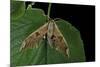 Mimas Tiliae (Lime Hawk Moth)-Paul Starosta-Mounted Photographic Print