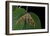 Mimas Tiliae (Lime Hawk Moth)-Paul Starosta-Framed Photographic Print