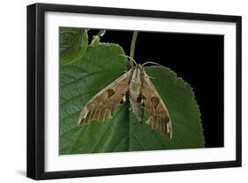 Mimas Tiliae (Lime Hawk Moth)-Paul Starosta-Framed Photographic Print