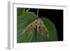 Mimas Tiliae (Lime Hawk Moth)-Paul Starosta-Framed Photographic Print