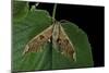 Mimas Tiliae (Lime Hawk Moth)-Paul Starosta-Mounted Photographic Print