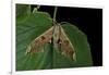 Mimas Tiliae (Lime Hawk Moth)-Paul Starosta-Framed Photographic Print