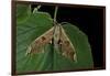 Mimas Tiliae (Lime Hawk Moth)-Paul Starosta-Framed Photographic Print