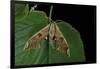 Mimas Tiliae (Lime Hawk Moth)-Paul Starosta-Framed Photographic Print