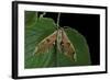 Mimas Tiliae (Lime Hawk Moth)-Paul Starosta-Framed Photographic Print