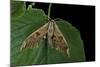 Mimas Tiliae (Lime Hawk Moth)-Paul Starosta-Mounted Photographic Print