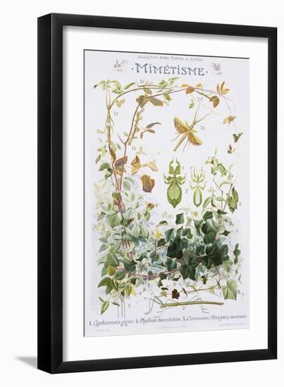 Mimetisme Educational Poster-P. Mery-Framed Giclee Print