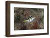 Mimic Filefish Beqa Lagoon, Fiji-Stocktrek Images-Framed Photographic Print