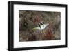 Mimic Filefish Beqa Lagoon, Fiji-Stocktrek Images-Framed Photographic Print