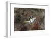 Mimic Filefish Beqa Lagoon, Fiji-Stocktrek Images-Framed Photographic Print