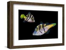 Mimic leatherjacket / Blacksaddle mimic filefish, Indo-Pacific-Georgette Douwma-Framed Photographic Print