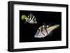 Mimic leatherjacket / Blacksaddle mimic filefish, Indo-Pacific-Georgette Douwma-Framed Photographic Print