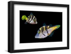 Mimic leatherjacket / Blacksaddle mimic filefish, Indo-Pacific-Georgette Douwma-Framed Photographic Print