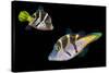 Mimic leatherjacket / Blacksaddle mimic filefish, Indo-Pacific-Georgette Douwma-Stretched Canvas