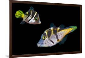 Mimic leatherjacket / Blacksaddle mimic filefish, Indo-Pacific-Georgette Douwma-Framed Photographic Print