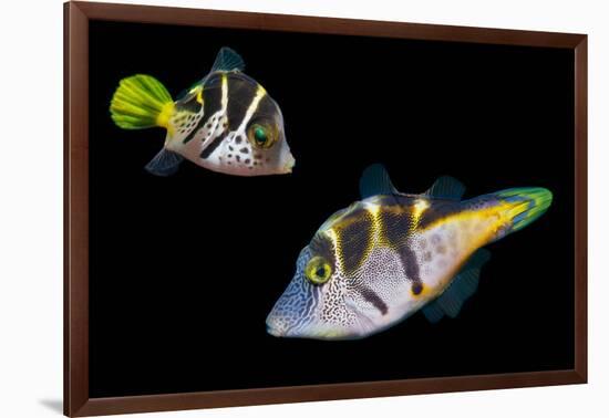 Mimic leatherjacket / Blacksaddle mimic filefish, Indo-Pacific-Georgette Douwma-Framed Photographic Print