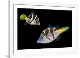 Mimic leatherjacket / Blacksaddle mimic filefish, Indo-Pacific-Georgette Douwma-Framed Photographic Print