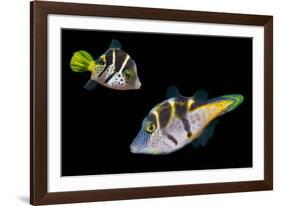 Mimic leatherjacket / Blacksaddle mimic filefish, Indo-Pacific-Georgette Douwma-Framed Photographic Print