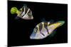 Mimic leatherjacket / Blacksaddle mimic filefish, Indo-Pacific-Georgette Douwma-Mounted Photographic Print