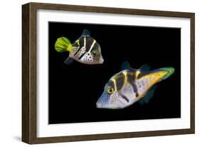 Mimic leatherjacket / Blacksaddle mimic filefish, Indo-Pacific-Georgette Douwma-Framed Photographic Print