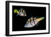 Mimic leatherjacket / Blacksaddle mimic filefish, Indo-Pacific-Georgette Douwma-Framed Photographic Print