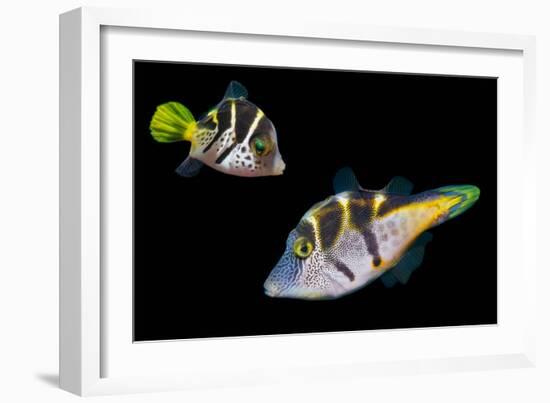 Mimic leatherjacket / Blacksaddle mimic filefish, Indo-Pacific-Georgette Douwma-Framed Photographic Print