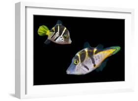 Mimic leatherjacket / Blacksaddle mimic filefish, Indo-Pacific-Georgette Douwma-Framed Photographic Print