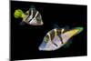 Mimic leatherjacket / Blacksaddle mimic filefish, Indo-Pacific-Georgette Douwma-Mounted Photographic Print