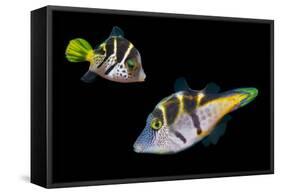 Mimic leatherjacket / Blacksaddle mimic filefish, Indo-Pacific-Georgette Douwma-Framed Stretched Canvas